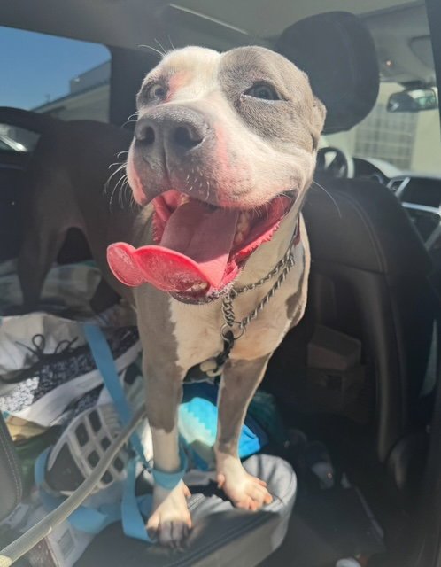 PEGGY - American Staffordshire Terrier available for adoption