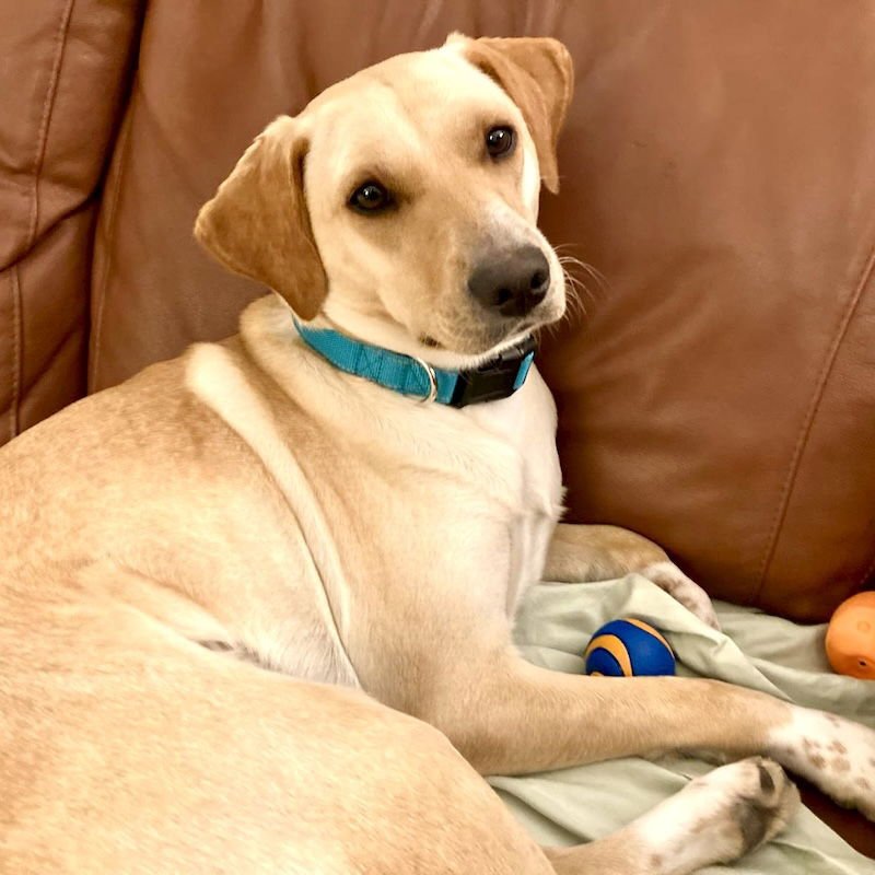 LEMON - Golden Retriever available for adoption