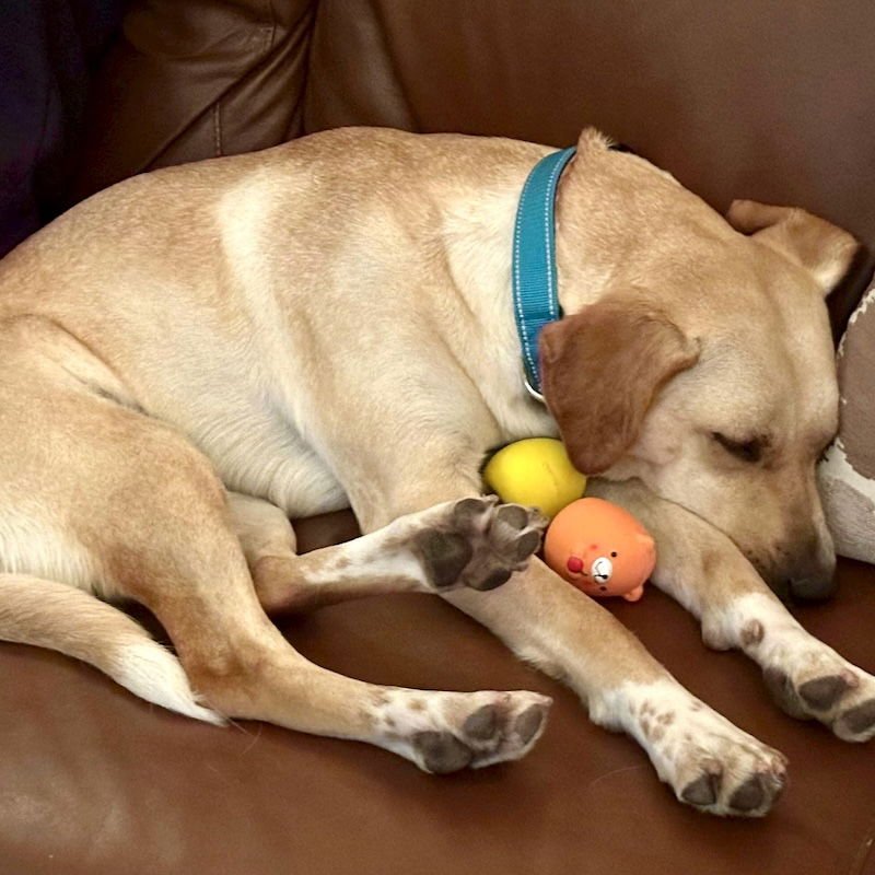 LEMON - Golden Retriever available for adoption