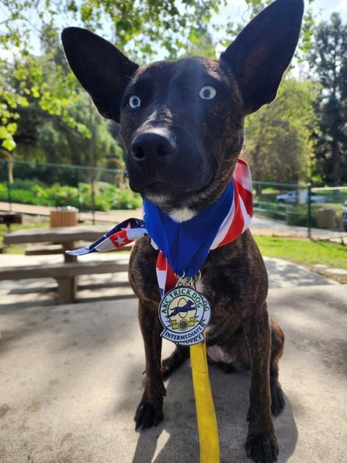 RAIN - Dutch Shepherd / Shepherd available for adoption