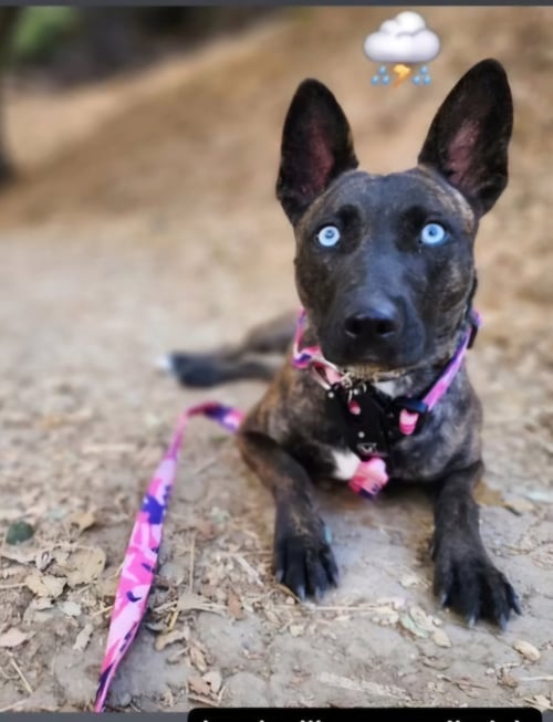 RAIN - Dutch Shepherd / Shepherd available for adoption