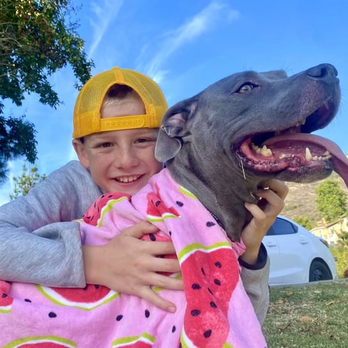 GIGI - American Staffordshire Terrier available for adoption