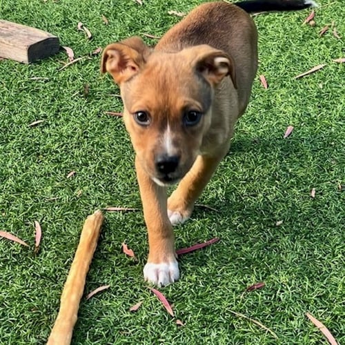BRUCE LEE - German Shepherd Dog / American Staffordshire Terrier available for adoption
