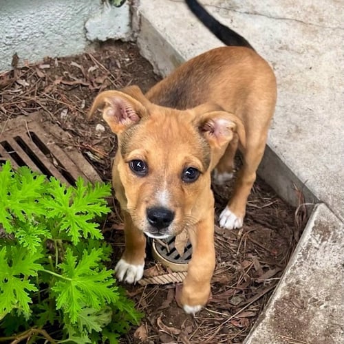 BRUCE LEE - German Shepherd Dog / American Staffordshire Terrier available for adoption