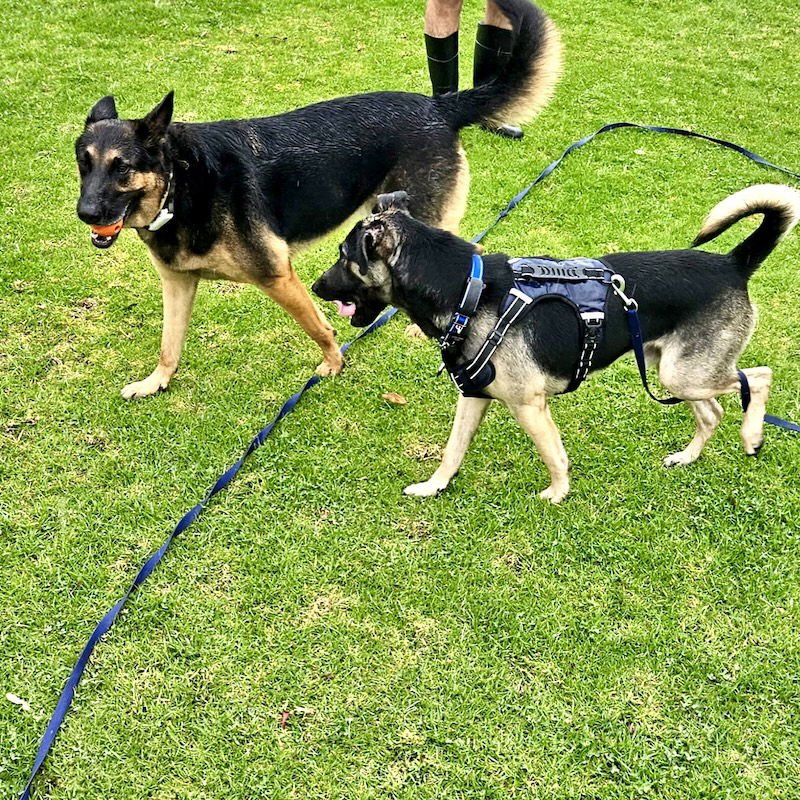 ARROW - German Shepherd Dog available for adoption