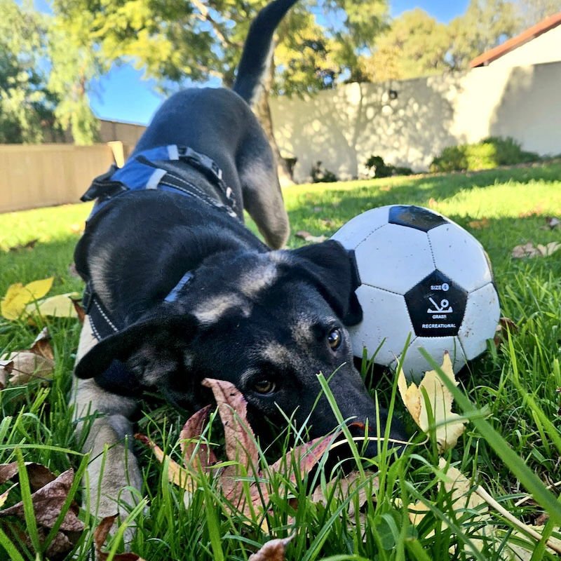 ARROW - German Shepherd Dog available for adoption