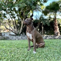 Charlie Brown - Photo 1