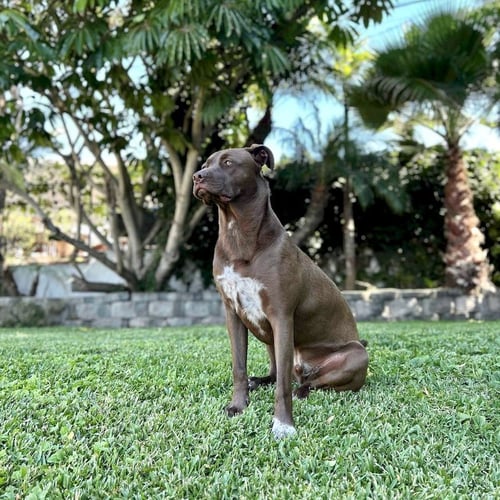 CHARLIE BROWN - Labrador Retriever / Cattle Dog available for adoption
