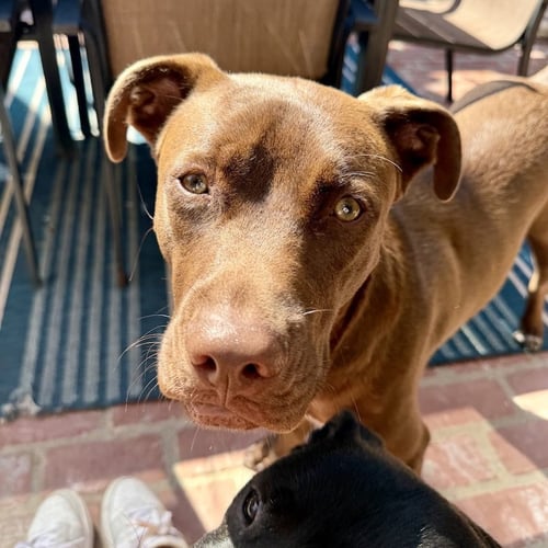 CHARLIE BROWN - Labrador Retriever / Cattle Dog available for adoption