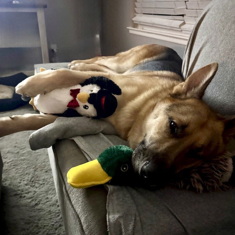 LEVI - German Shepherd Dog available for adoption