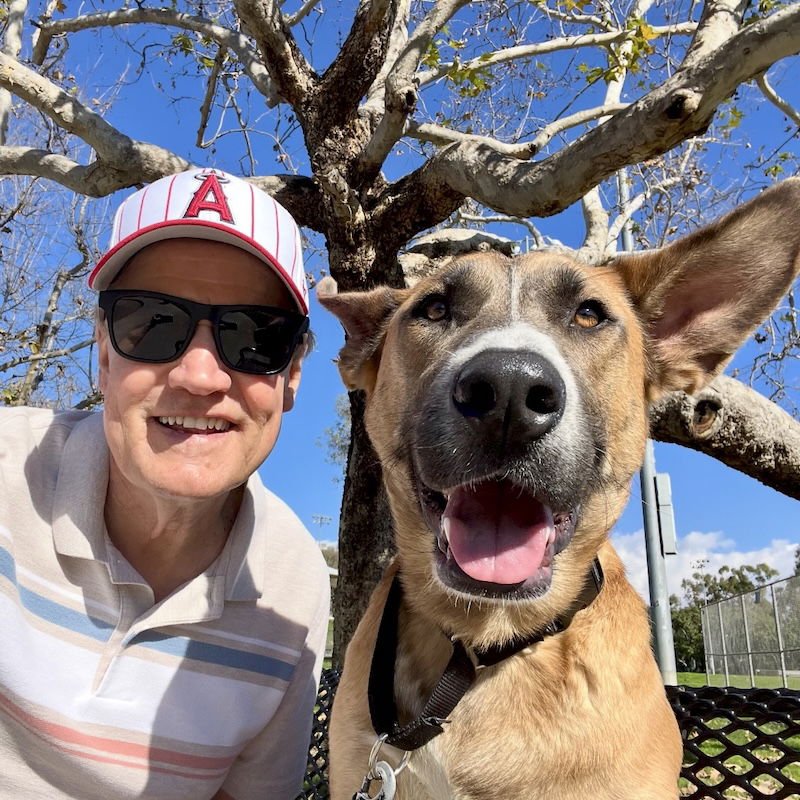 LEVI - German Shepherd Dog available for adoption