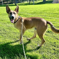 Levi - Photo 5