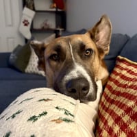 Levi - Photo 7