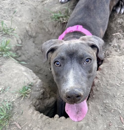 BENITA - Weimaraner / American Staffordshire Terrier available for adoption