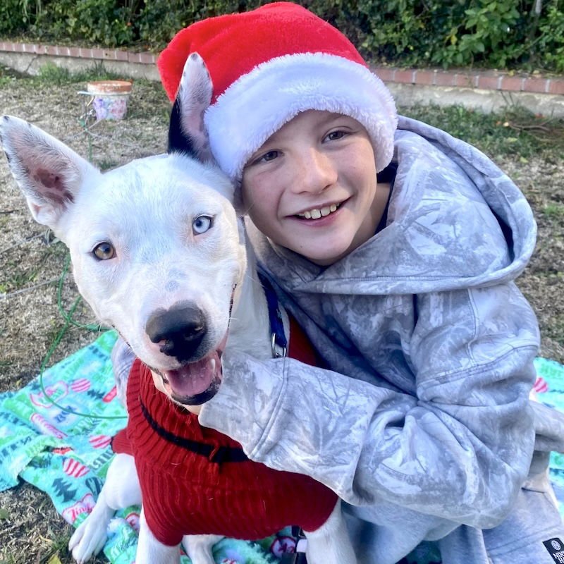 SNOW - Husky / American Staffordshire Terrier available for adoption