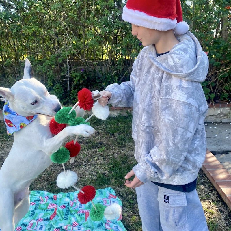 SNOW - Husky / American Staffordshire Terrier available for adoption