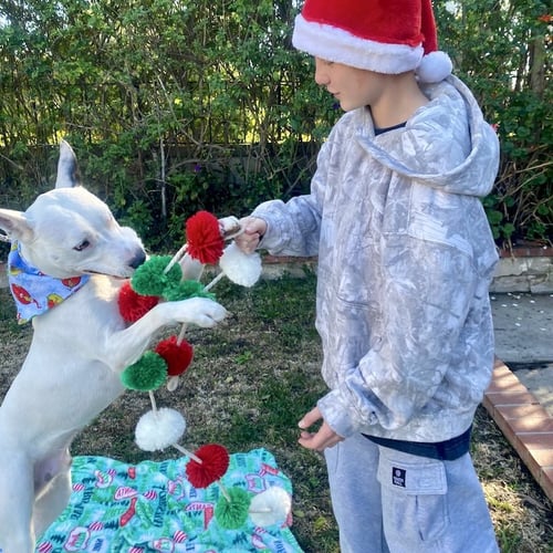 SNOW - Husky / American Staffordshire Terrier available for adoption
