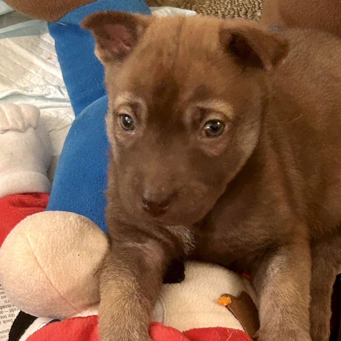 BEAR - Shar Pei available for adoption