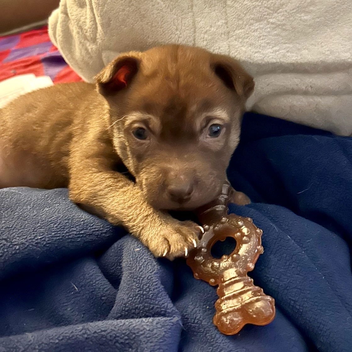BEAR - Shar Pei available for adoption