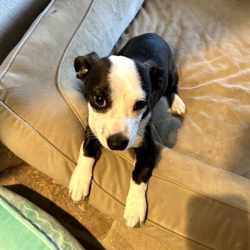 SCOTTIE - American Staffordshire Terrier available for adoption
