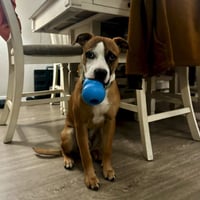 Parker - Photo 1