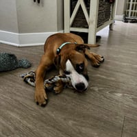 Parker - Photo 2