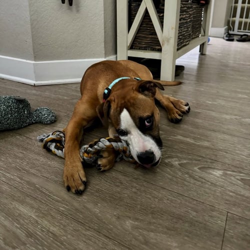 PARKER - Boxer available for adoption