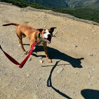 Parker - Photo 5