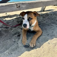 Parker - Photo 6