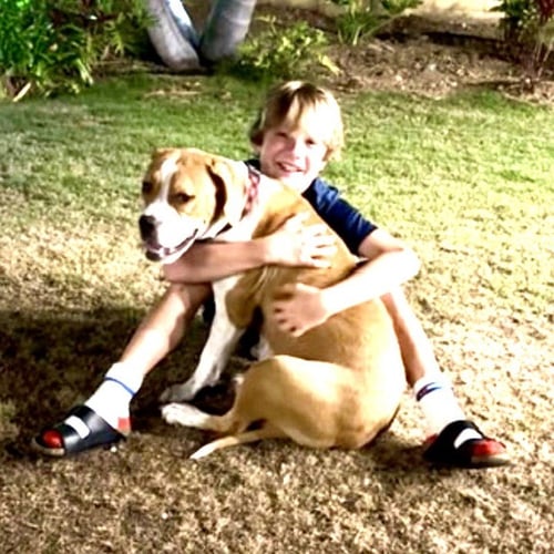 MILLIE - Boxer / American Staffordshire Terrier available for adoption