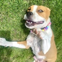 Millie - Photo 3