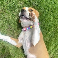 Millie - Photo 4