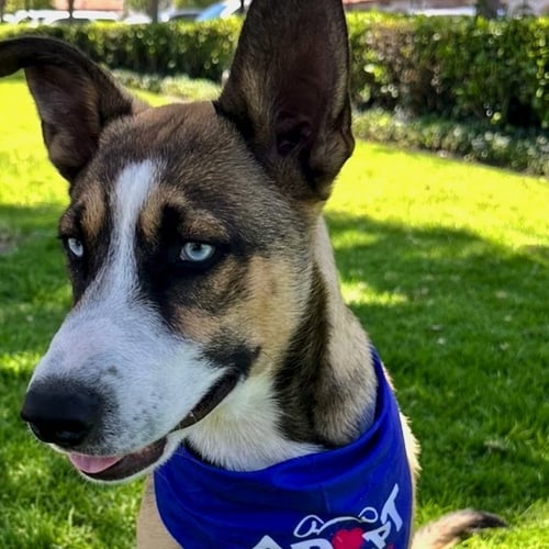 MILO - Husky available for adoption