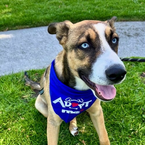 MILO - Husky available for adoption