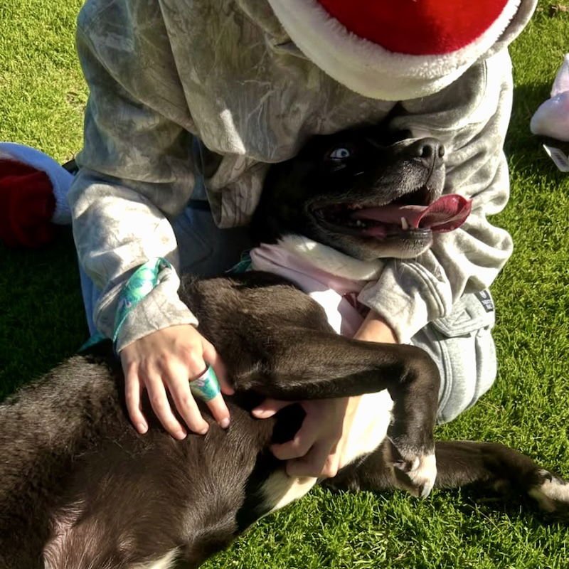 STORMIE - Unknown available for adoption