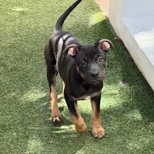 AVALON - German Shepherd Dog available for adoption