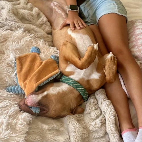 AMBER - American Staffordshire Terrier available for adoption