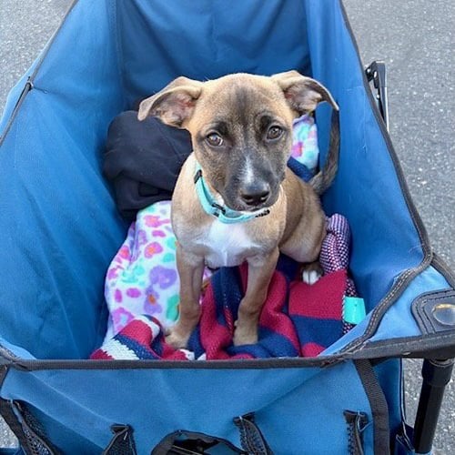 JACK - Labrador Retriever / American Staffordshire Terrier available for adoption