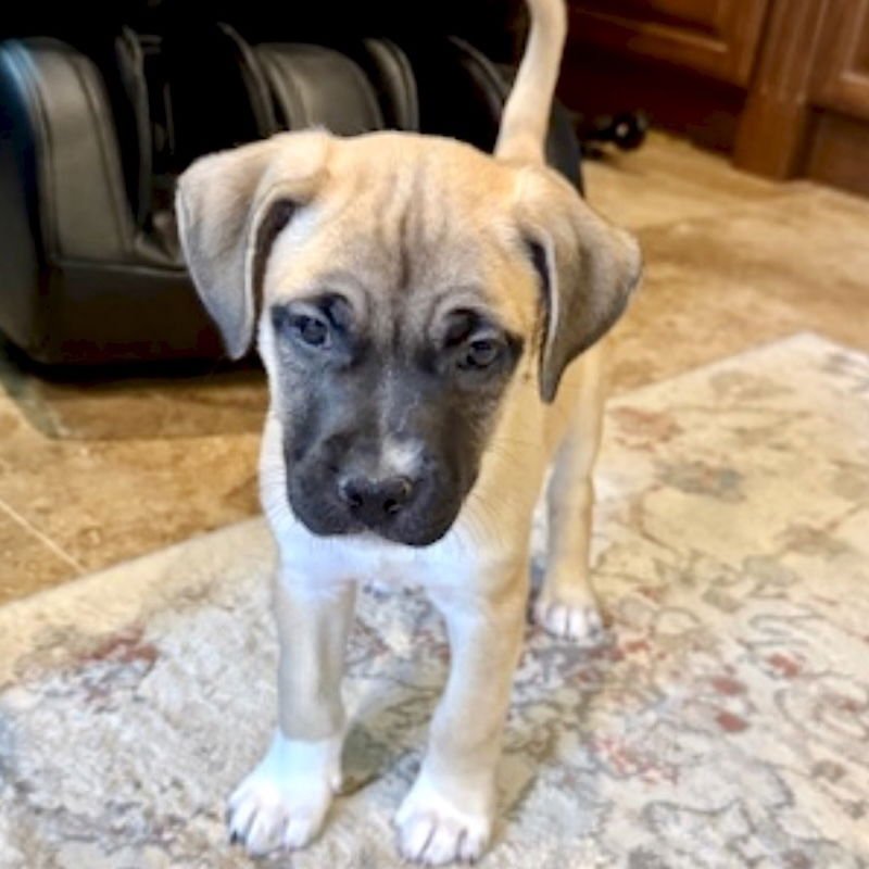 BEAR - Labrador Retriever / American Staffordshire Terrier available for adoption