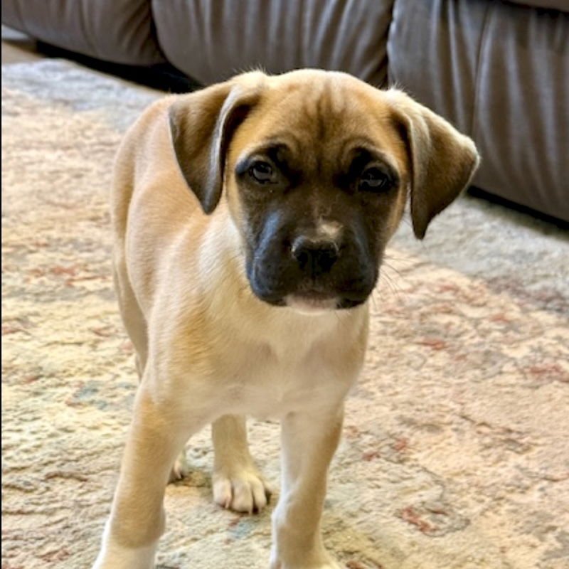 BEAR - Labrador Retriever / American Staffordshire Terrier available for adoption