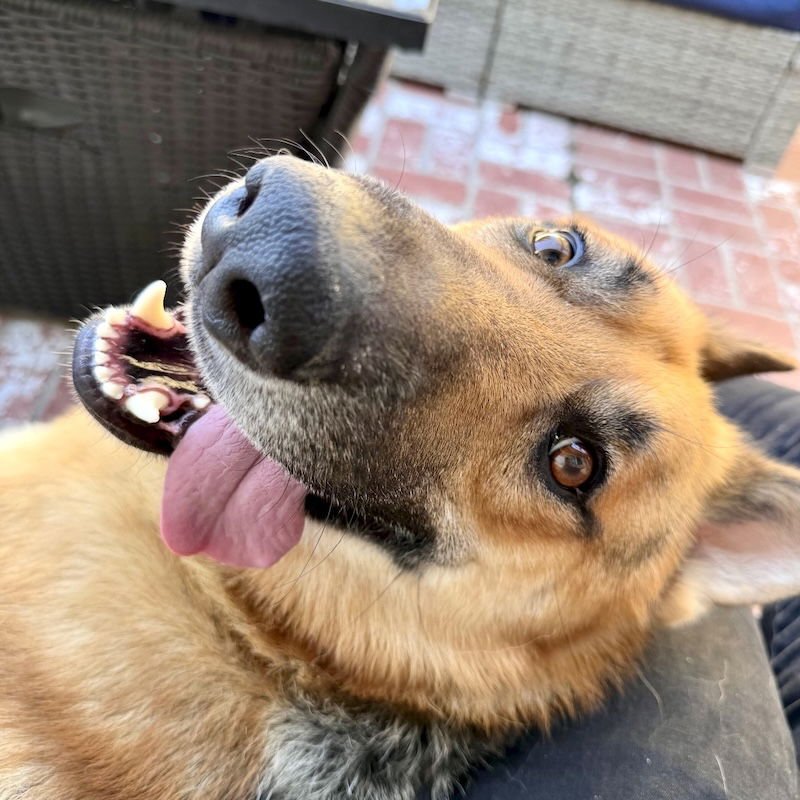 HENRY - German Shepherd Dog available for adoption