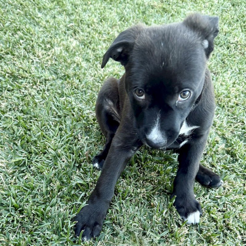 MARCY - Labrador Retriever / Shepherd available for adoption