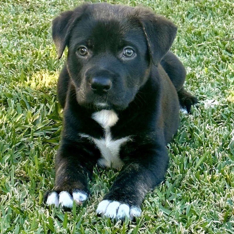 CHARLIE BROWN - Labrador Retriever / Shepherd available for adoption