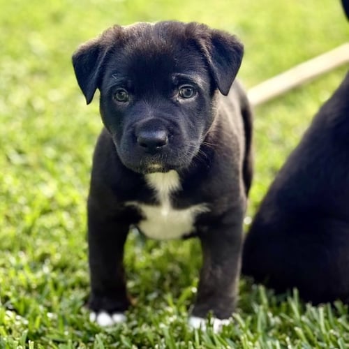 CHARLIE BROWN - Labrador Retriever / Shepherd available for adoption