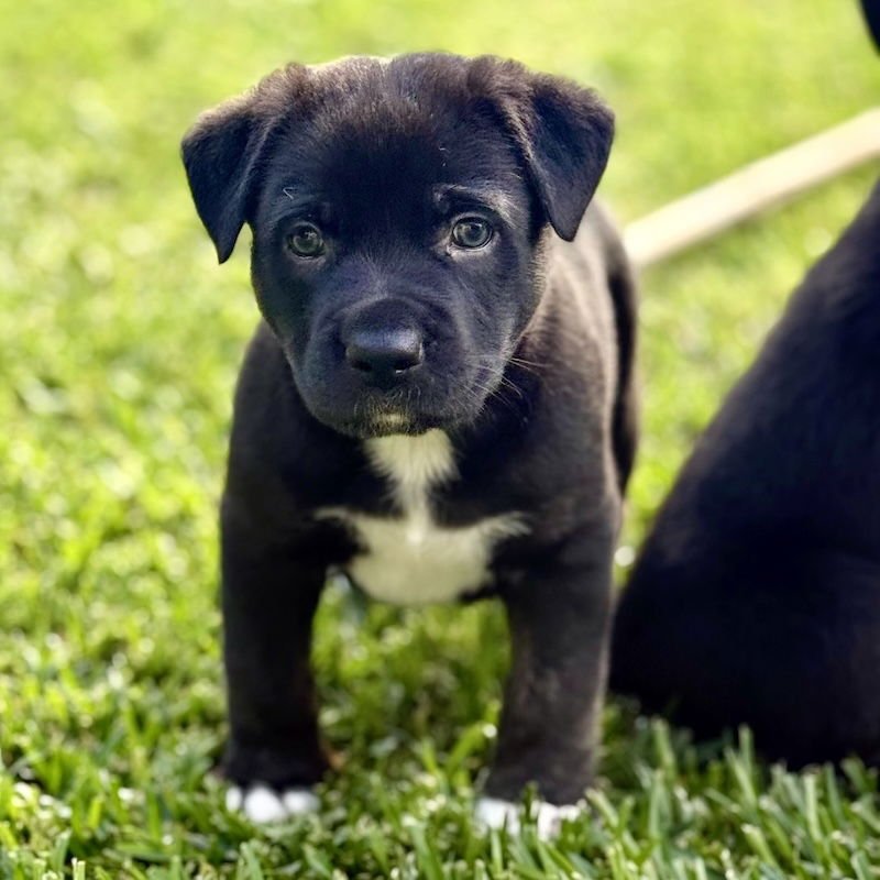 CHARLIE BROWN - Labrador Retriever / Shepherd available for adoption
