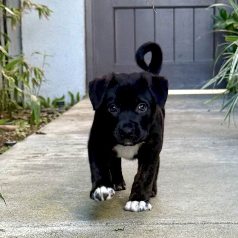 Charlie Brown - Photo 3