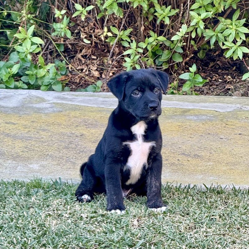 Charlie Brown - Photo 5