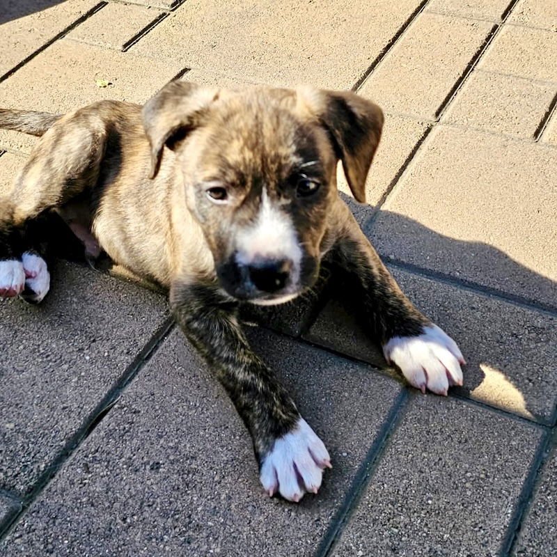 LIEF - American Staffordshire Terrier available for adoption