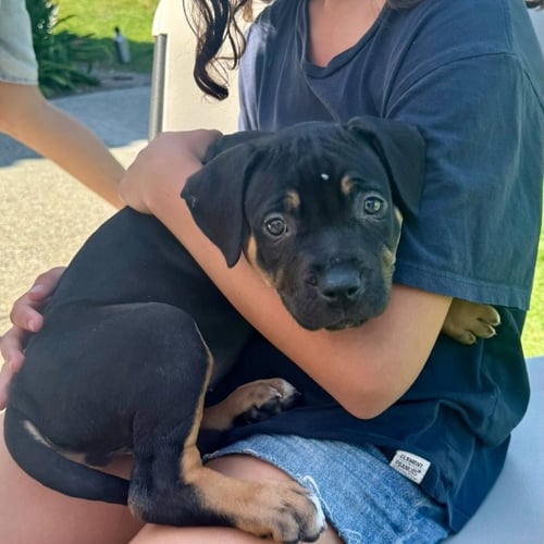 BASIL - Rottweiler available for adoption