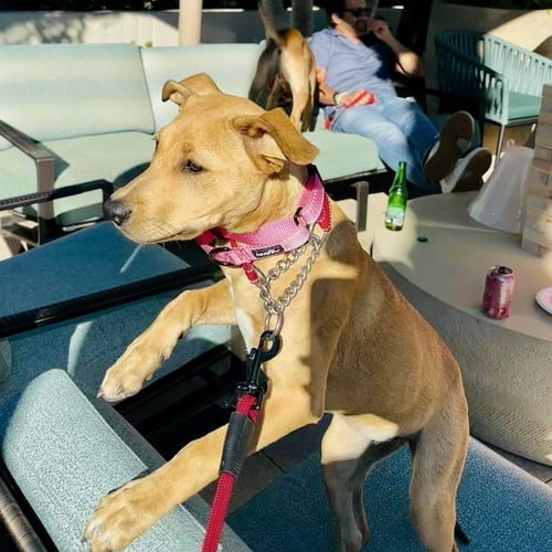 TRIXIE - Labrador Retriever available for adoption